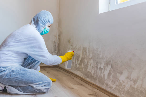 Licensed Basement Mold Remediation service in Bala Cynwyd, PA - WQB Mold Removal