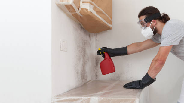 Professional Basement Mold Remediation technician working in Bala Cynwyd, PA